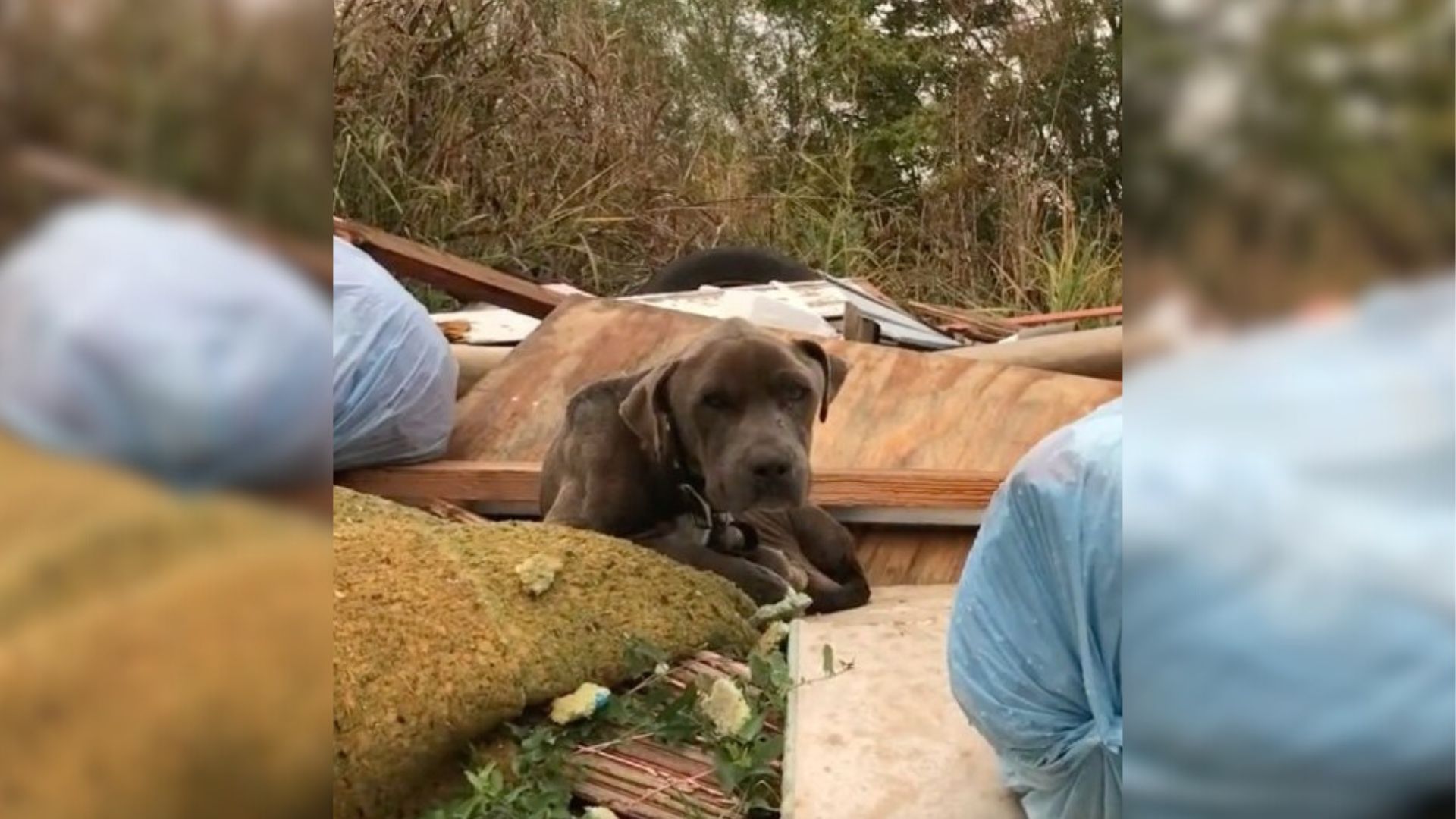 Woman Sees Unusual Movement In A Trash Pile, Then Comes To A Heartbreaking Discovery