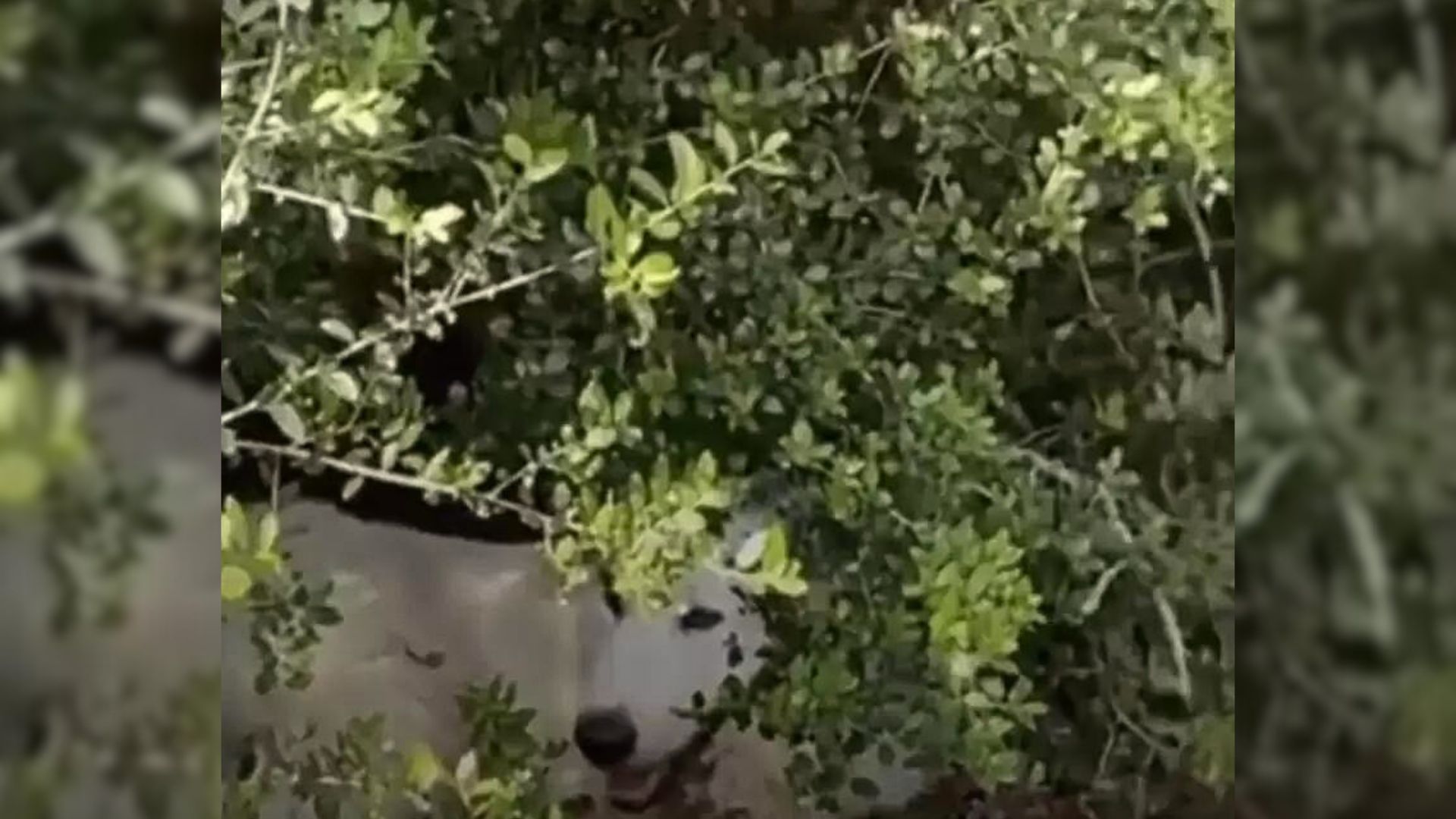 Woman Accidentally Discovers Big White Animal Staring From Bushes, Only To Learn What It Is