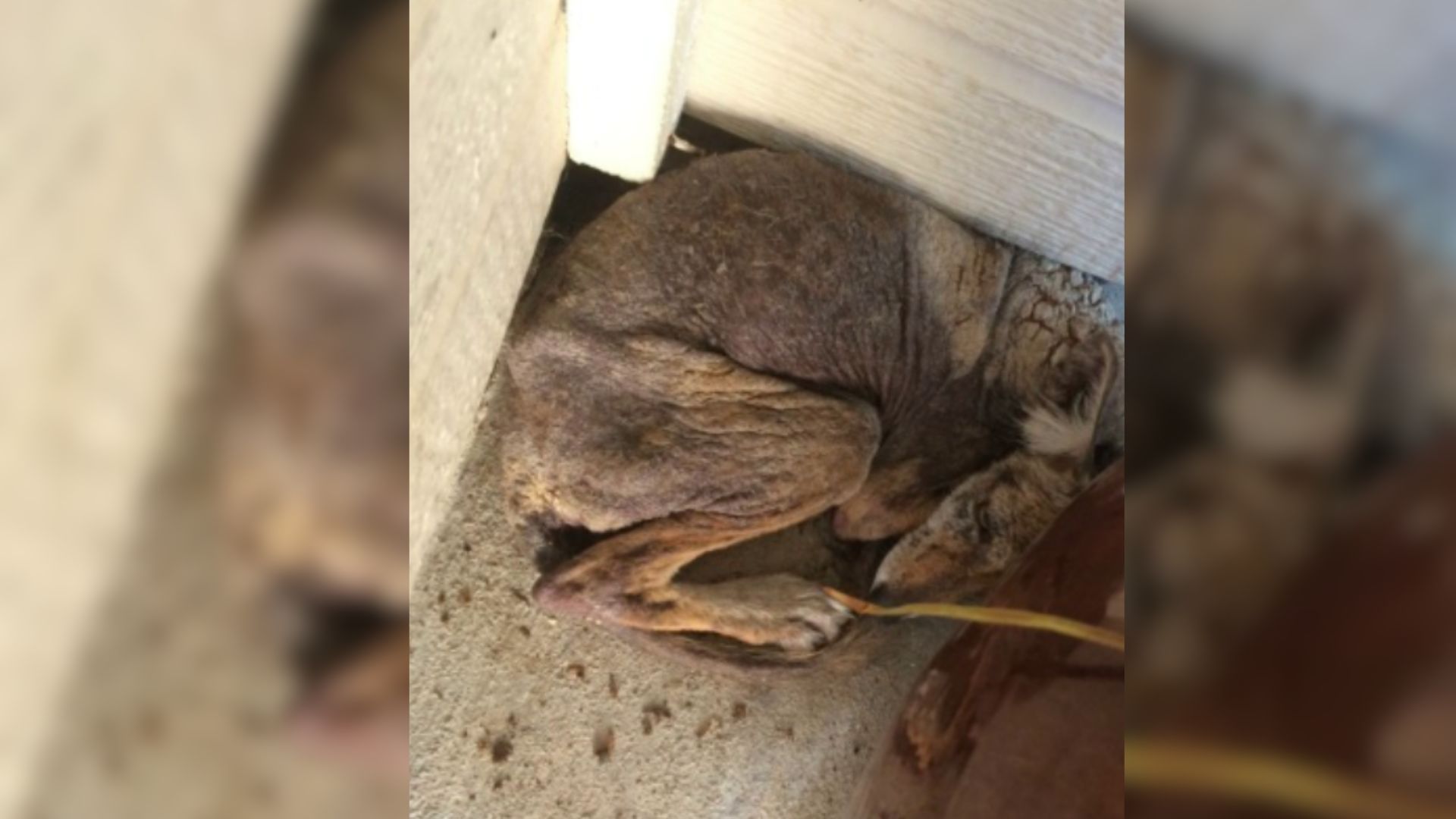 Woman Saved A Dog Who Was Hiding Under Her Porch And Then Realized It Was Something Else Entirely