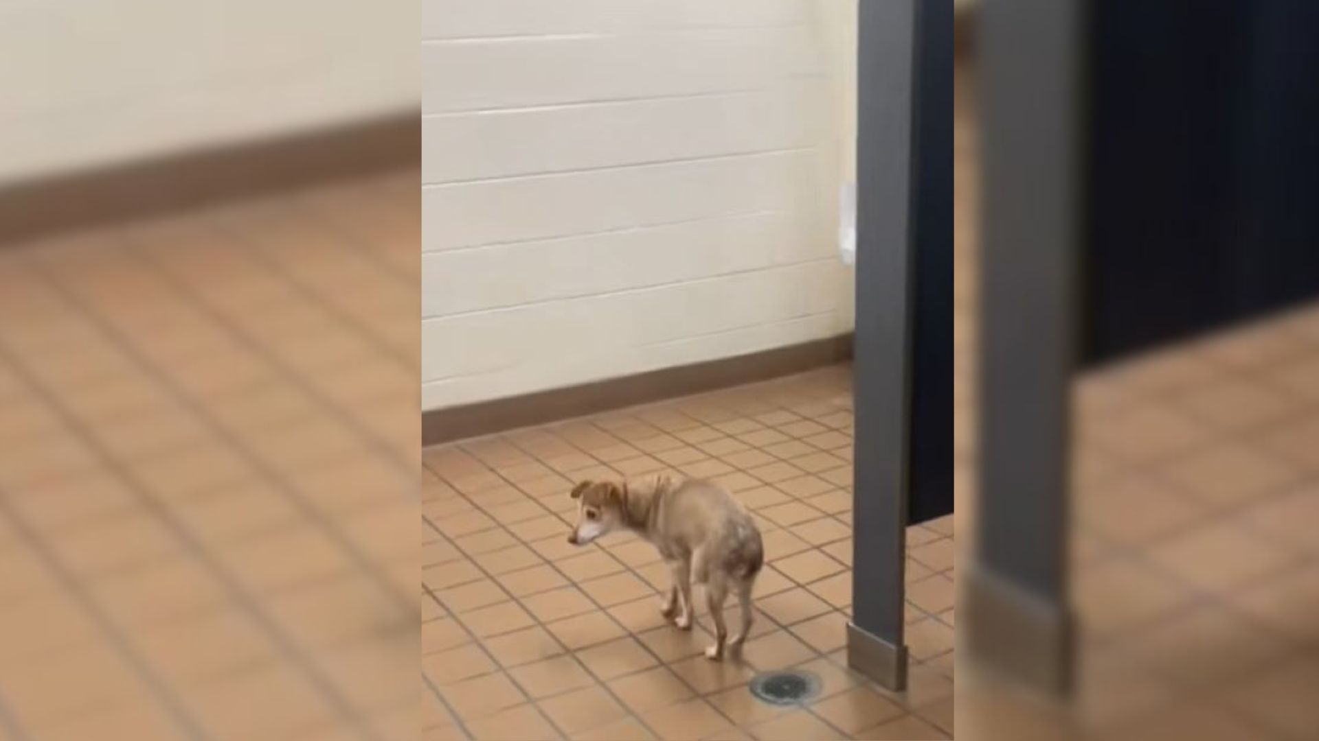 Woman Took Her Blind, Deaf Dog To The School With Her Only To Realize That The Pup Got Lost