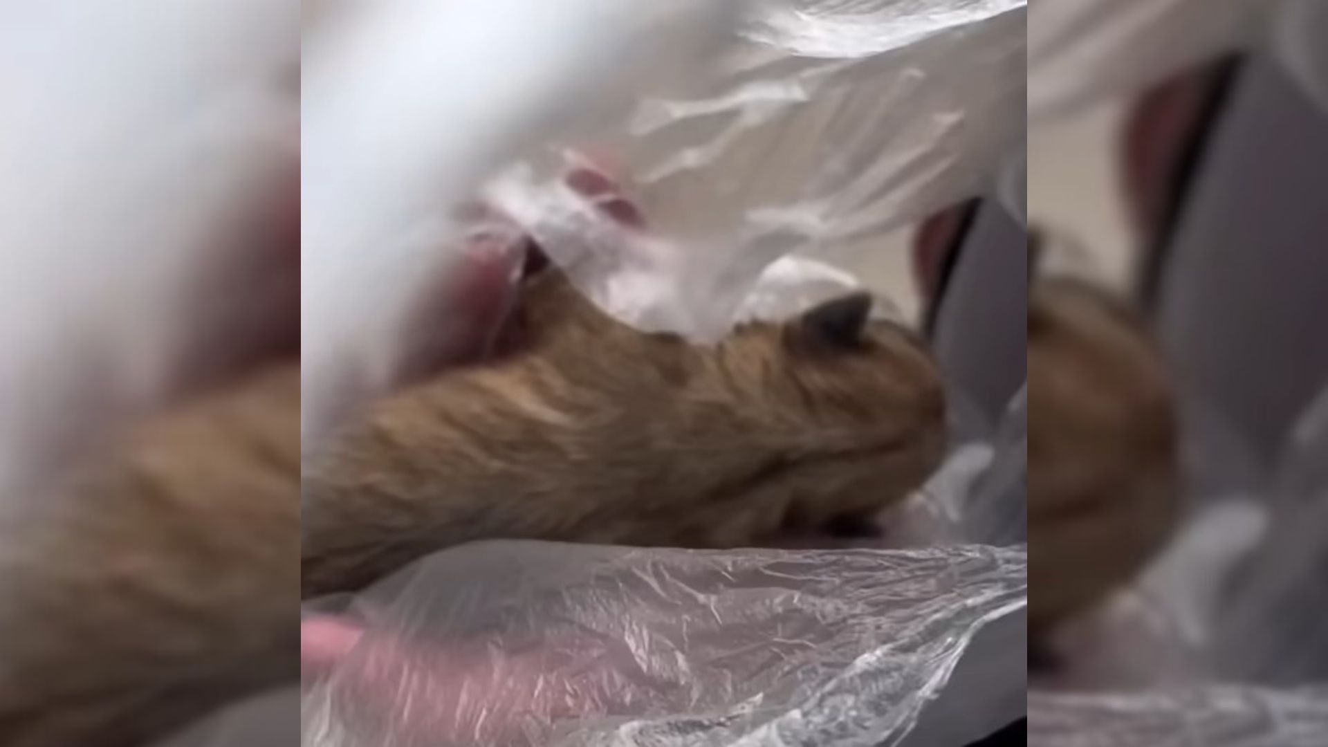 Woman Shocked By What She Discovers In A Plastic Bag On The Side Of The Road