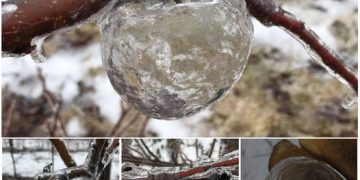 Farmer snaps rare ‘ghost apples’ in the freezing Midwest