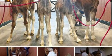 At warm springs ranch, four new budweiser clydesdales were born.