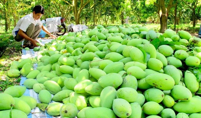 Trái cây đua nhau rớt... giá | Báo Dân trí