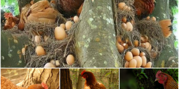 “Nature’s Wonders in Rural Vietnam: Hens Laying Eggs on Tall Trees