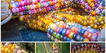 The most beautiful corn in the world and its origin