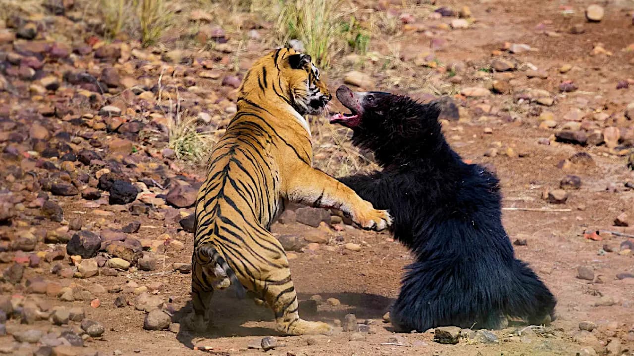 Mother Bear Battles Tiger to Protect Her Cub in a Stunning Video