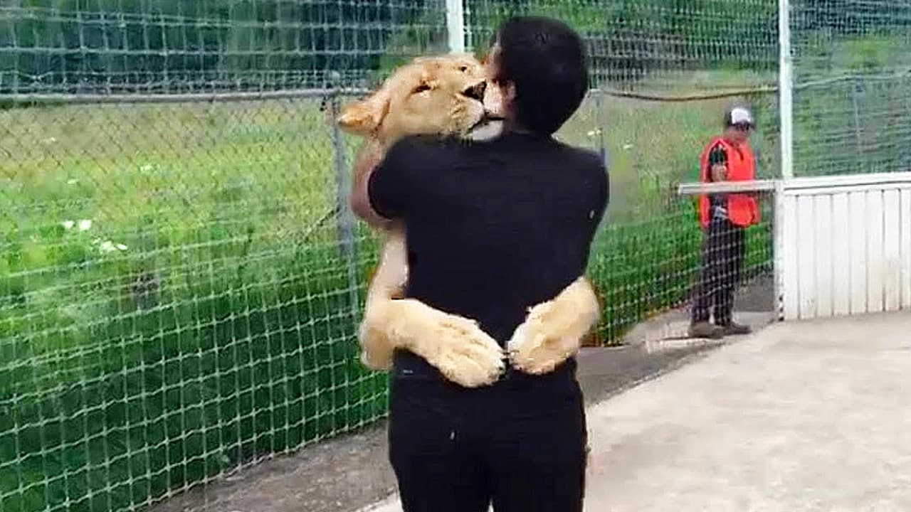 Lion Reunites with Her Adoptive Dad After 7 Years…(Watch the Video)