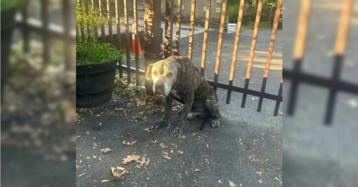 Rescuers Were Devastated Upon Discovering the Note Accompanying Two Elderly Dogs Secured to a Fence