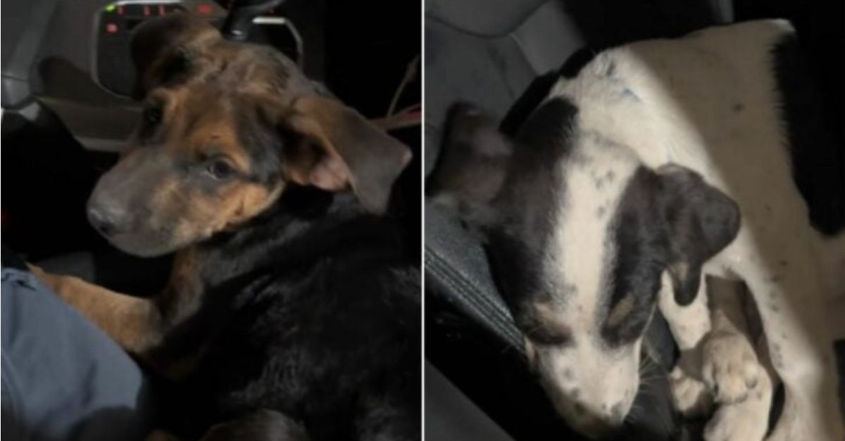 A driver was forced to stop when he discovered three abandoned puppies on the highway