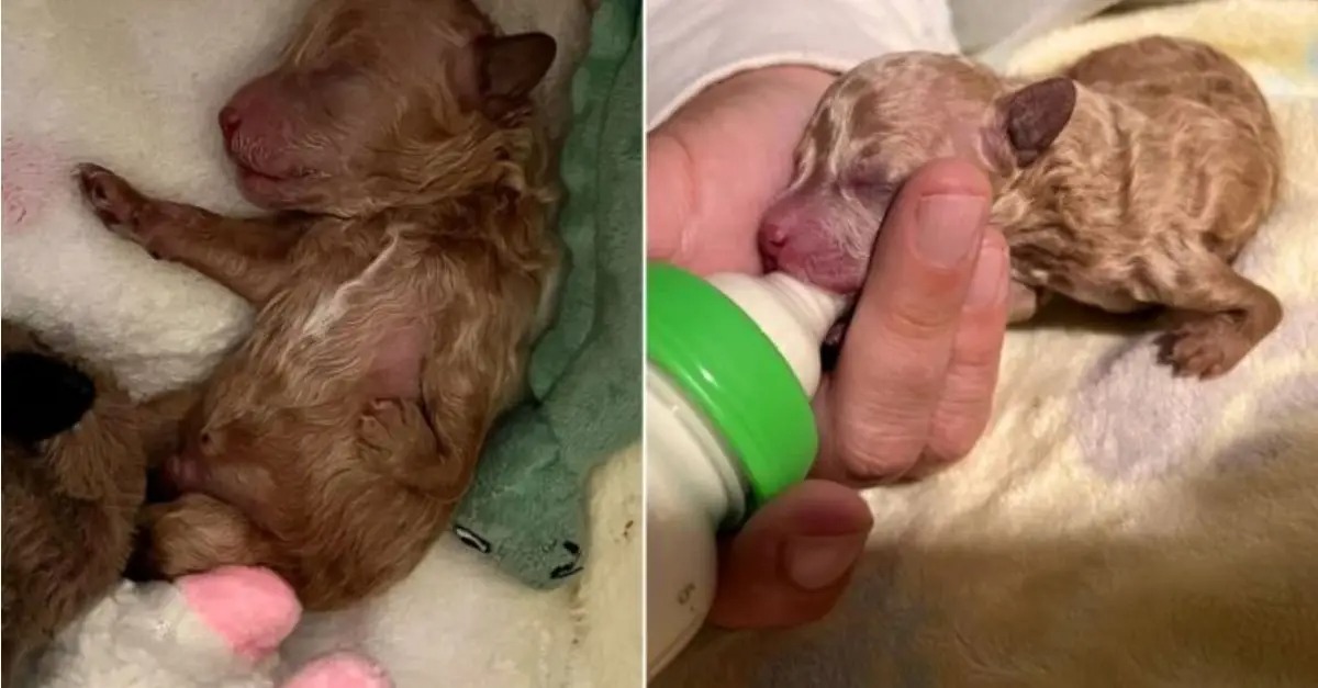 Puppy Rejected By His Momma Due To Deformity Now Has The Best Life Ever