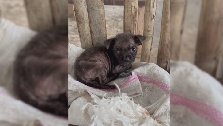 A puppy was abandoned in a bag of rice in a trash can, but then a miracle happened to the puppy