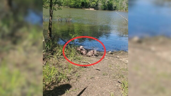 A kayaker is amazed by the sight of a litter of abandoned puppies