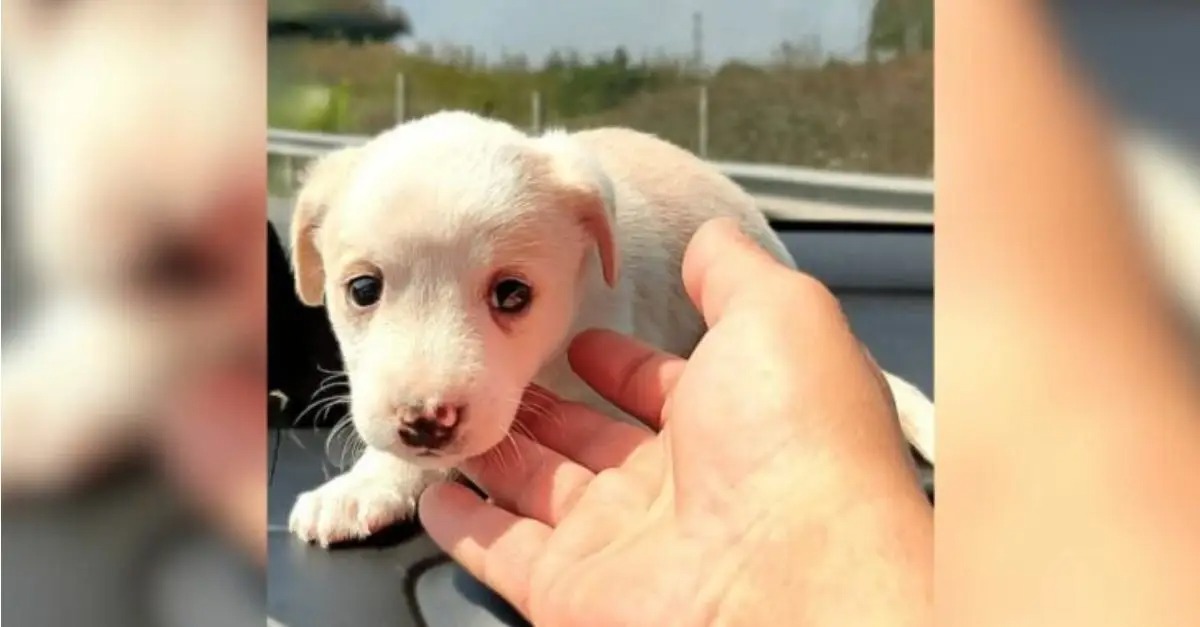 A weeks-old puppy, which was heartlessly abandoned by its owners, undergoes a remarkable transformation into an exceptionally fluffy companion