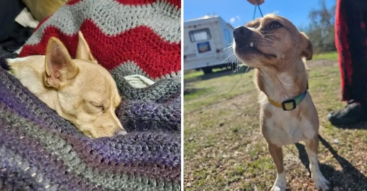 Sisters Discover a Stray Dog Surviving Alone in the Desert, Only to Uncover His Heart-Wrenching Secret