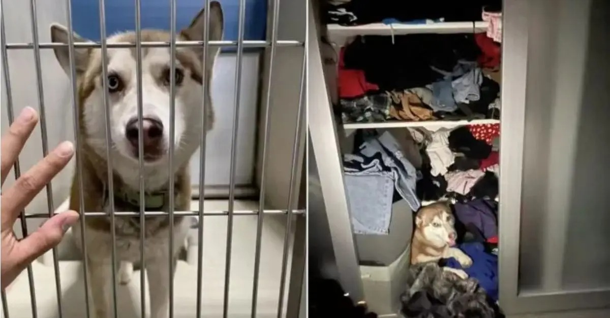 A Dog Exhibits Unusual Behavior in a New Household, and the Explanation is Heartwarming