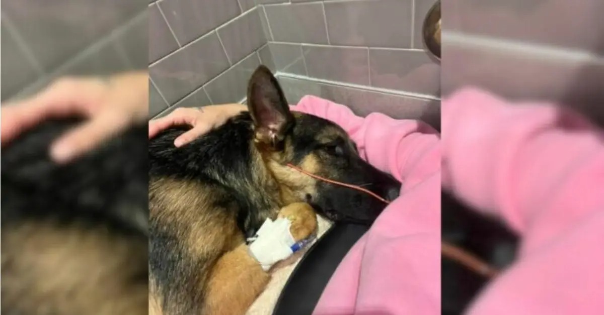 Shelter staff are determined to save this critically ill dog after its owner abandoned it with the intention of euthanizing it