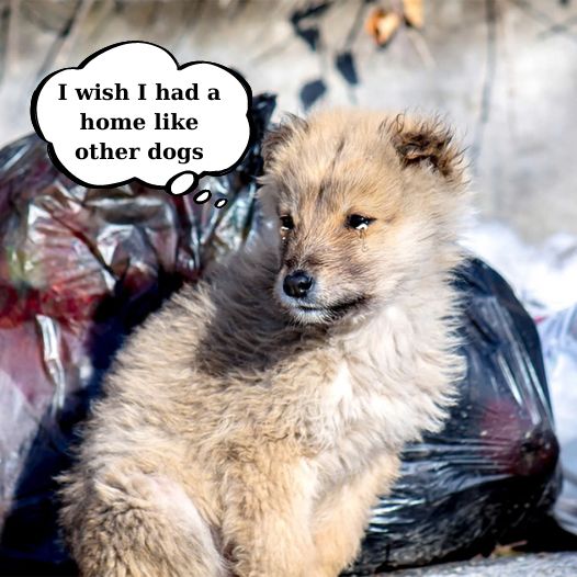 Garfi was abandoned as a baby, the dog cried when he saw other dogs playing happily with his owner