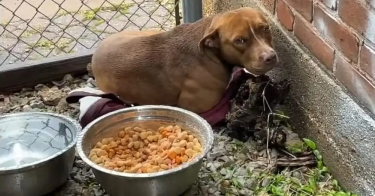 A rescuer discovered a puppy residing in a narrow alley and chose to provide her with a new opportunity for a better life