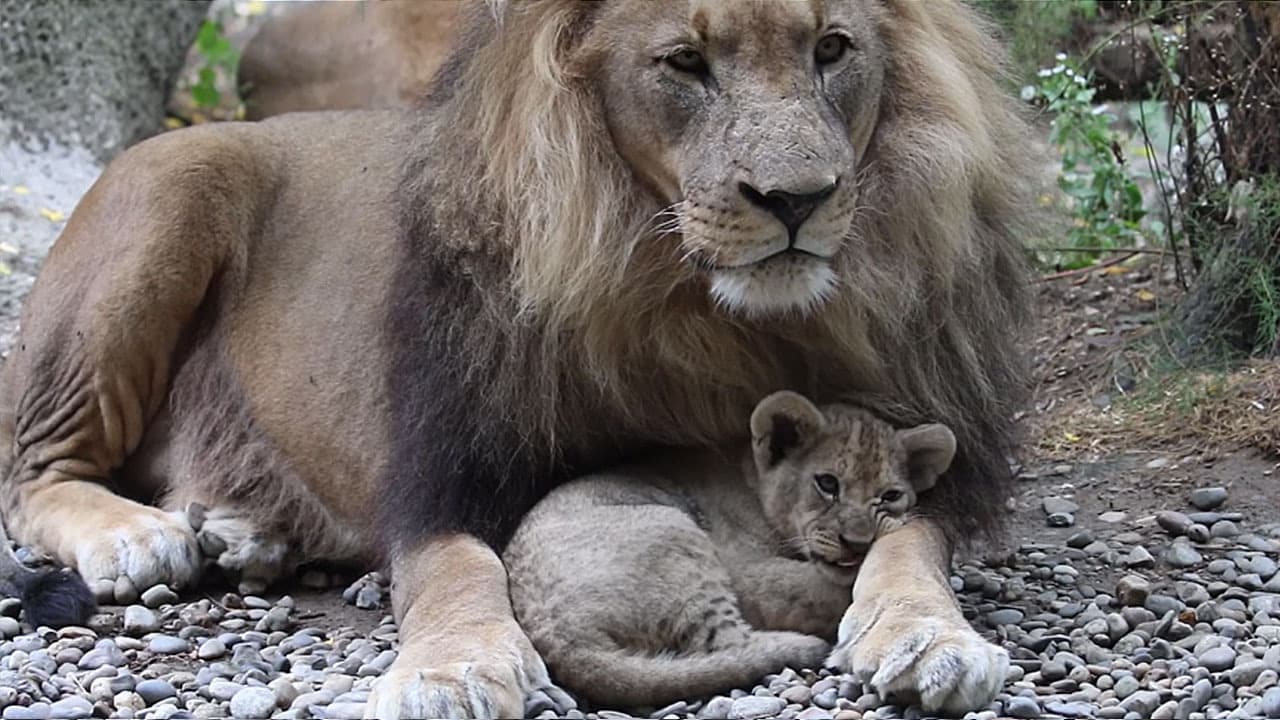 Joyful Cats – African lion cubs enjoy a happy life with Mom and Dad (Video)