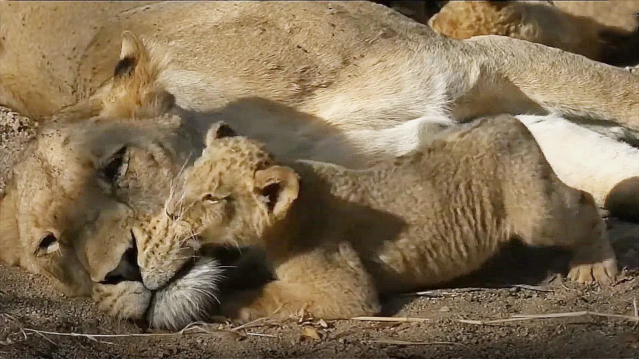 So Cute! A lion cub loves to give his mother kisses in Africa (Video)