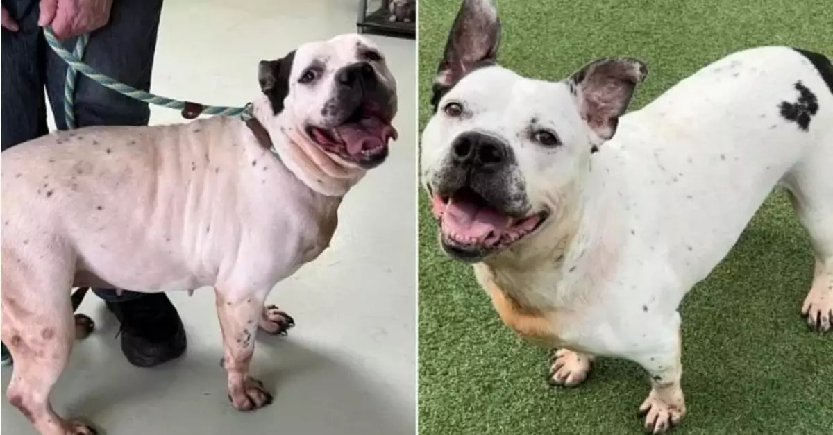 A deaf dog was adopted after spending 553 days in the shelter, and now she perceives the world through her heart