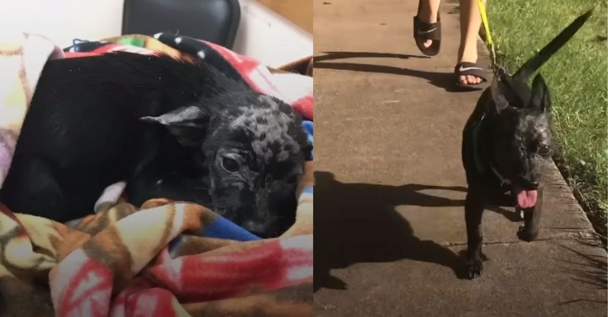 A forsaken puppy discovered within a box receives an opportunity for a new life