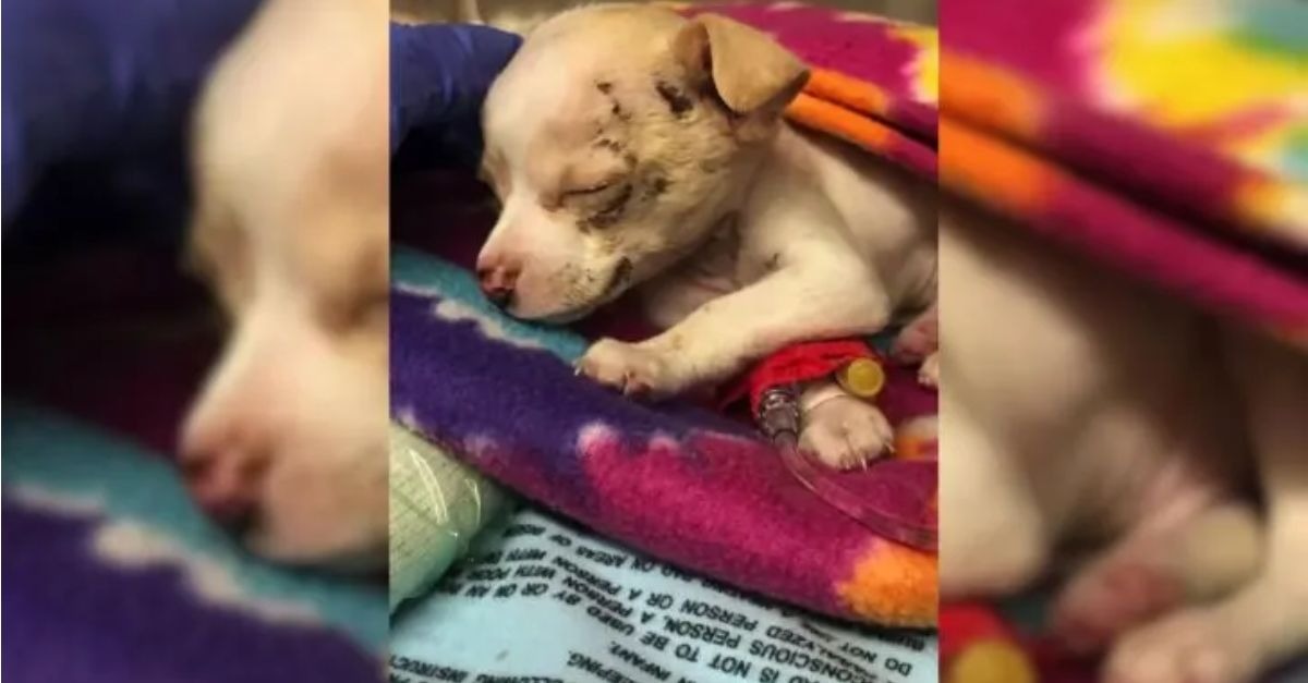 A Chihuahua that suffered a significant fall has made a successful recovery thanks to the dedicated care provided by her rescuers