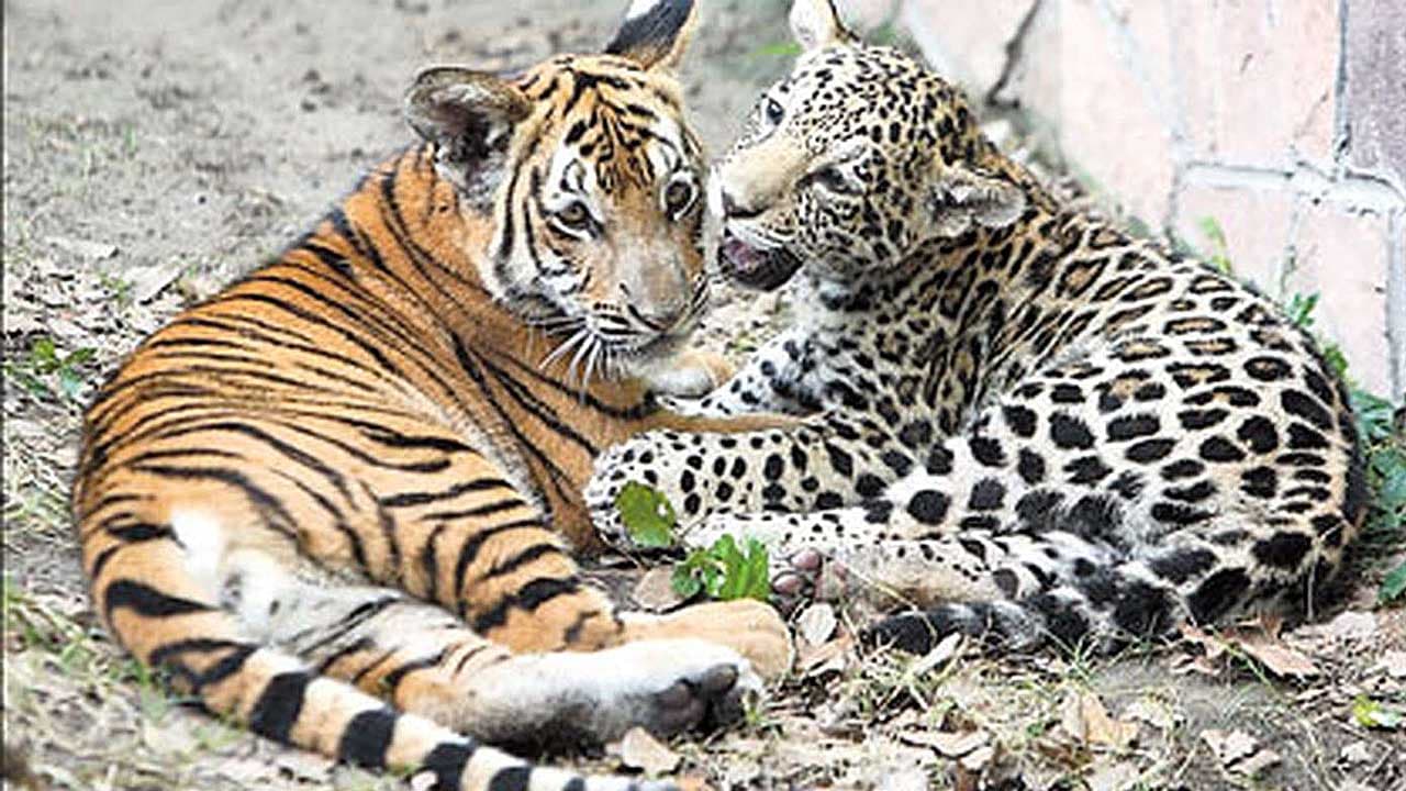 Leopard and tiger share a loving relationship, growing together from small cubs to magnificent big cats (Video)