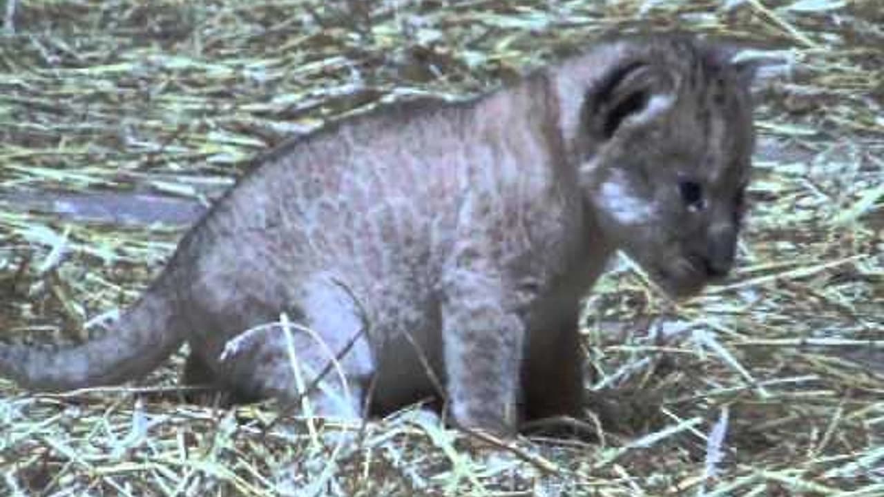 12-day-old tiny lion cub takes its first steps at the Henry Doorly Zoo (Video)