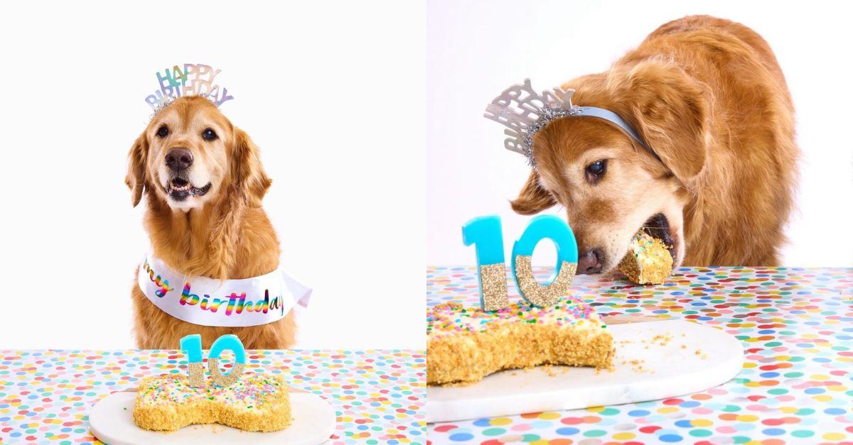 10 Years of Abandonment for a Happiness: Dog Robi is Happy at His 10th Birthday Party