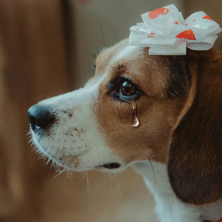 This dog was moved to tears when he saw a photo of himself with his deceased owner