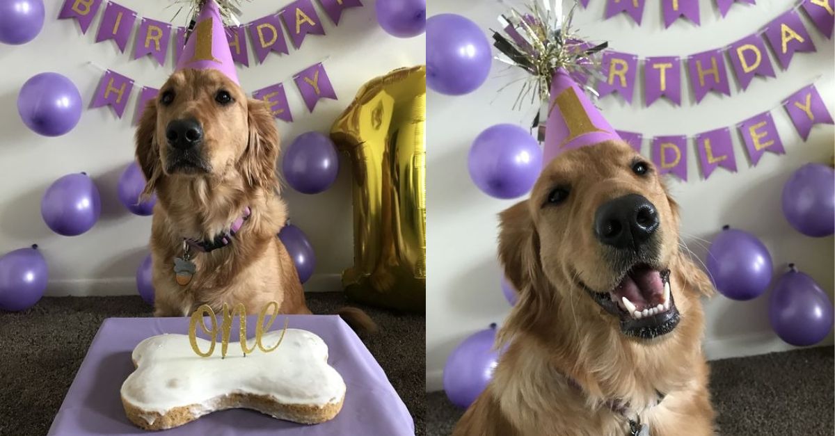 Happy Birthday Hadley, angel welcomed home after 6 years in shelter