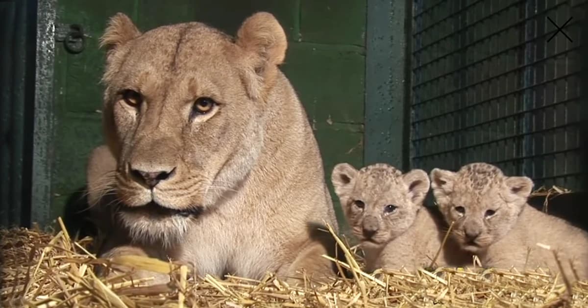 Adorably stunning, these tiny lion cubs are only 28 days old and are seen playfully scampering around their mother! (Video)