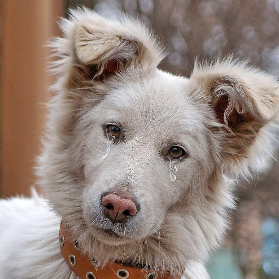 Dog in tears watching the back of his owner who left him at the shelter