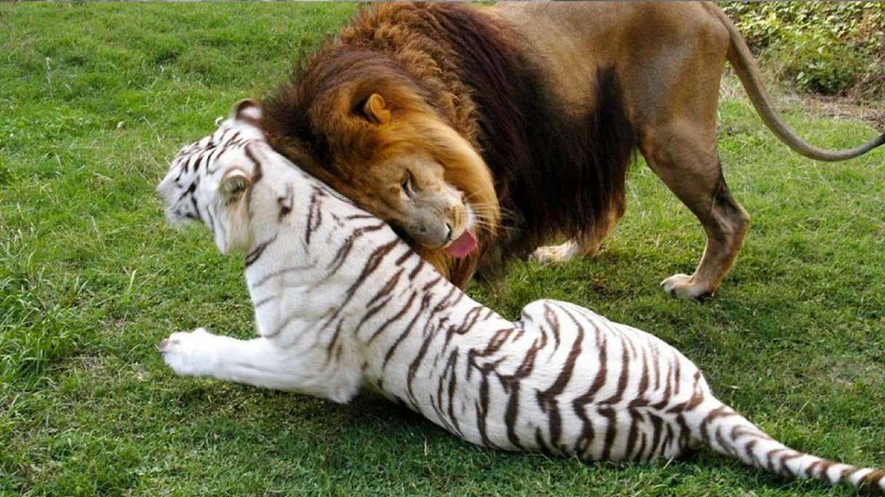 Incredible moment as a lion forms a bond with a white tiger, treating her as his girlfriend at a roadside zoo (Video)