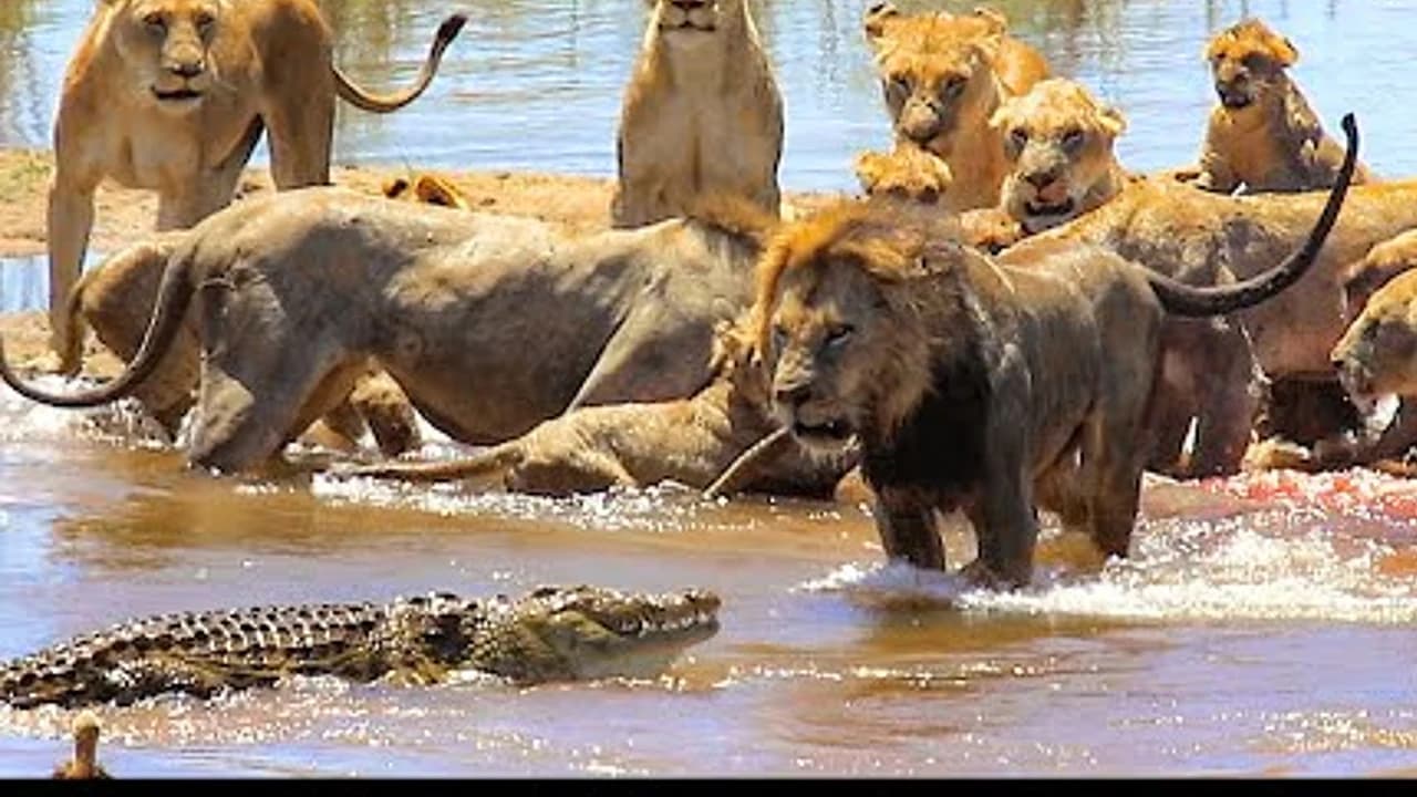 The lion pride shows no fear of the crocodile