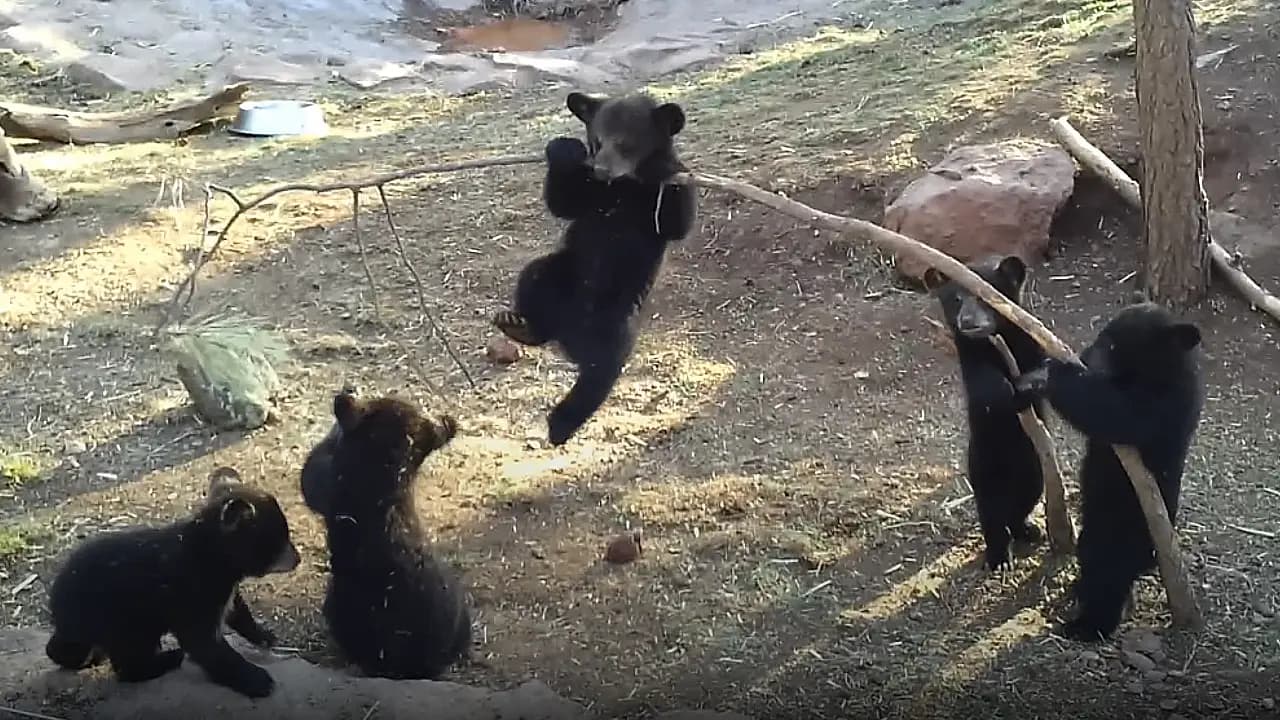 Adorable baby bear cubs frolicking and having fun