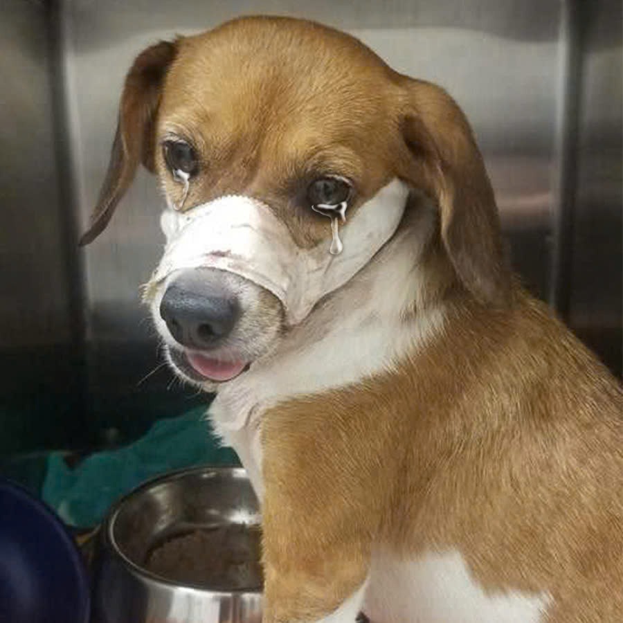 The poor dog was abused by its owner and not fed even though it cried a lot