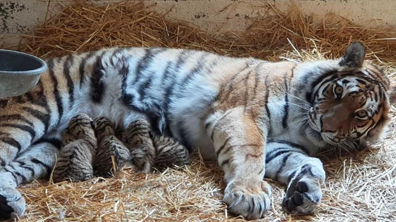 Mexico zoo celebrates the joyful arrival of four tiger cubs