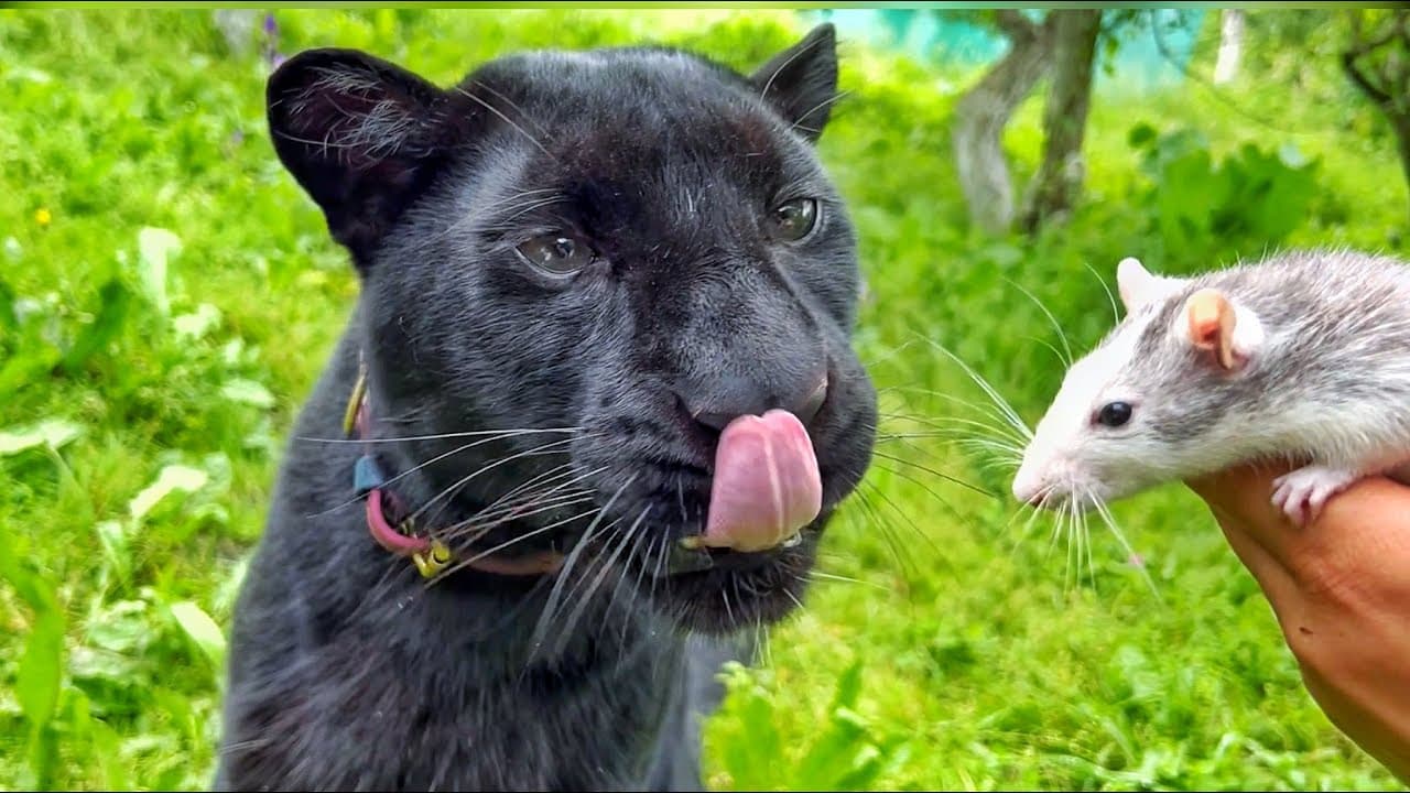 The reaction of the black panther, big cat to the rat 😅 (Video)