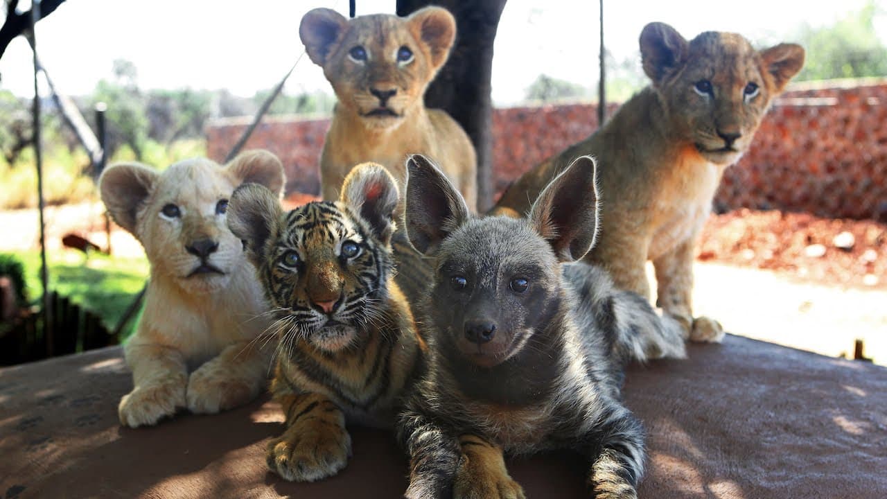 A white lion cub makes many friends after losing its mother (Video)