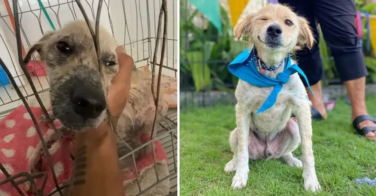 Owners Choose to Desert Their Dog on the Streets Because of a Manageable Skin Condition