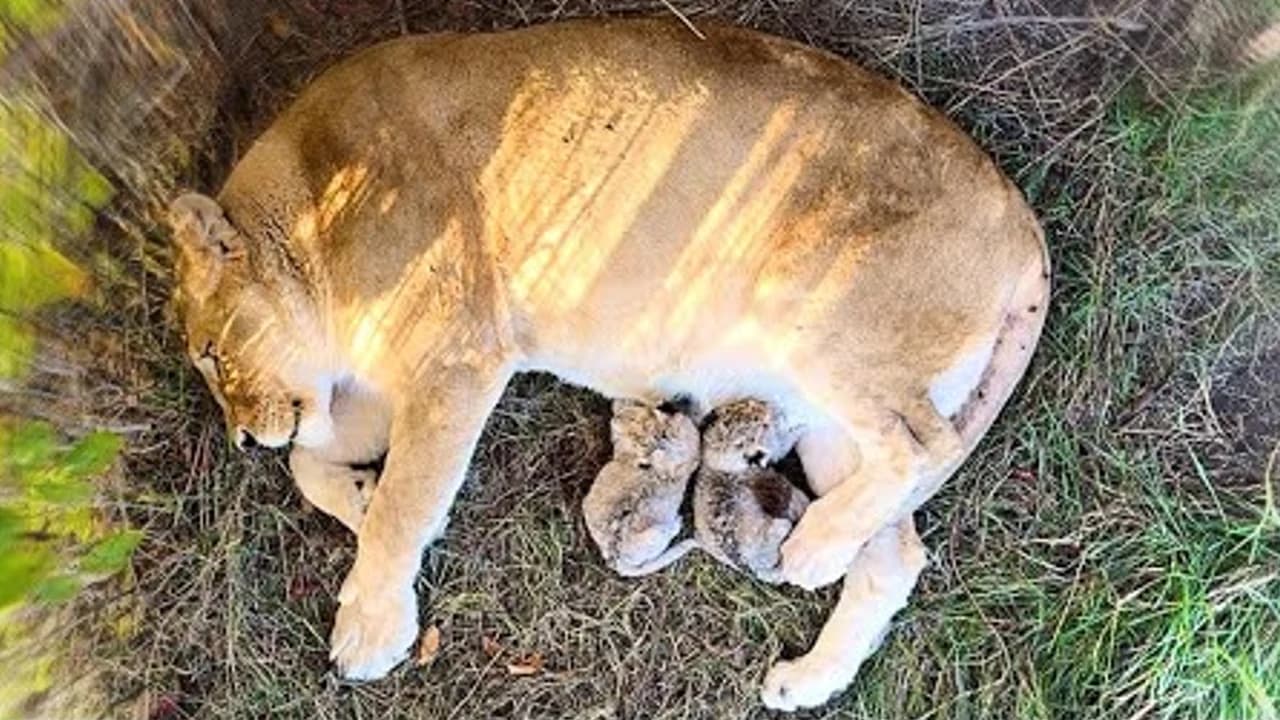 Just a few hours old, these newborn lion cubs are irresistibly cute! (Video)