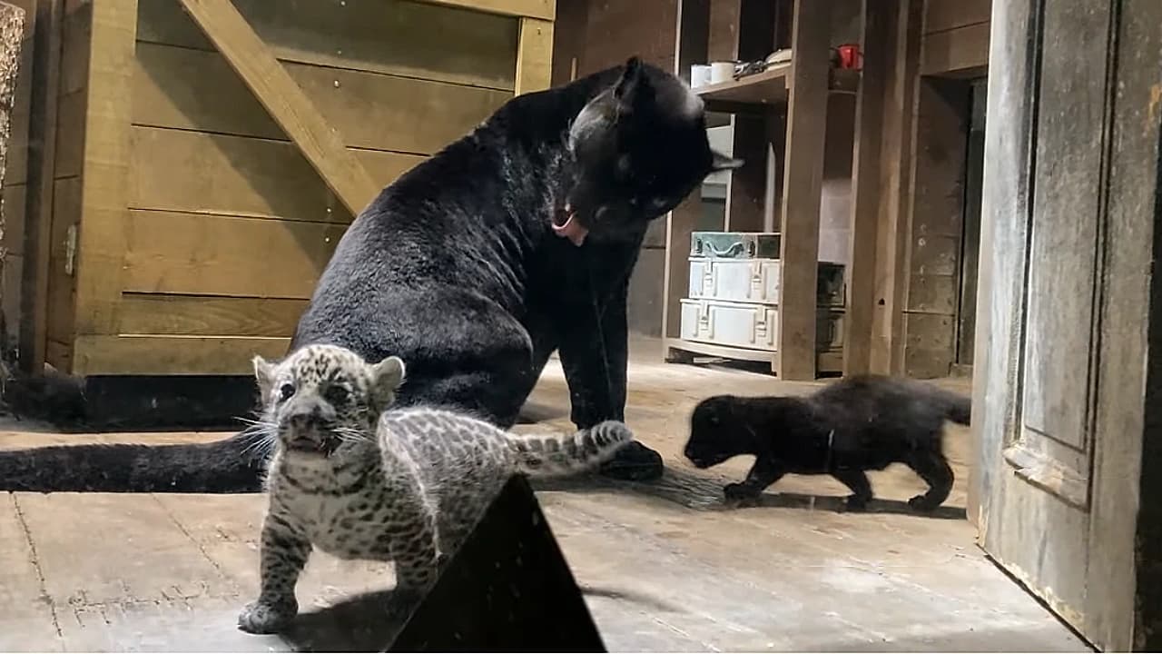 The jaguar cubs are set to leave their home shortly (Video).