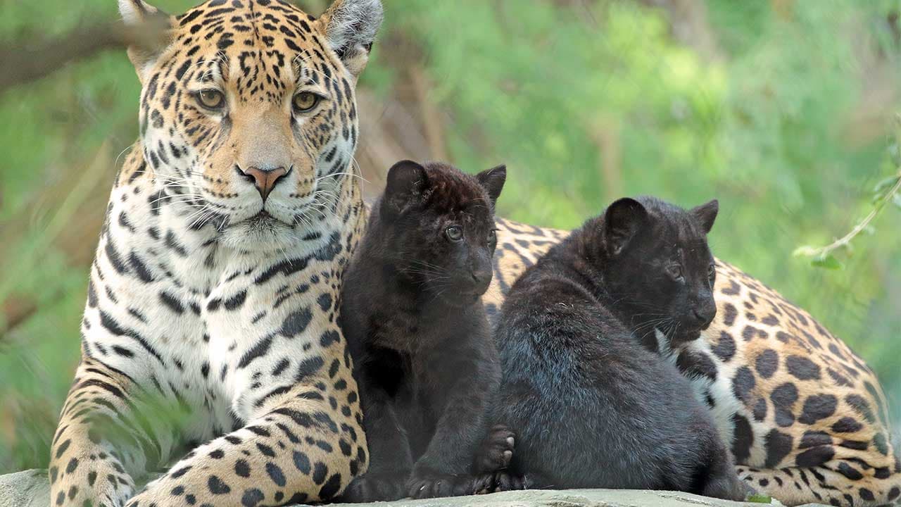 Adorably, the jaguar mother engages in playful moments with her black panther cub