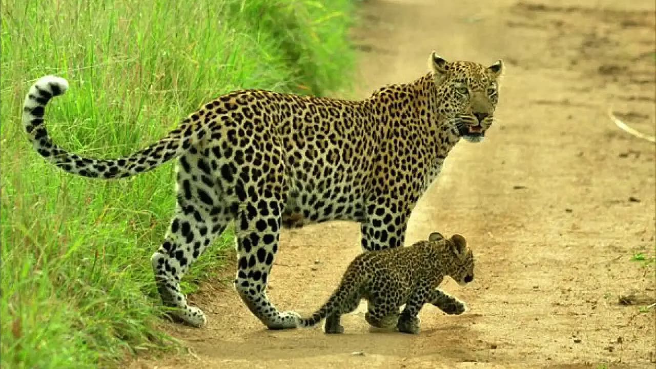 Leopard Karula and her new cubs venture into the wild (Video)