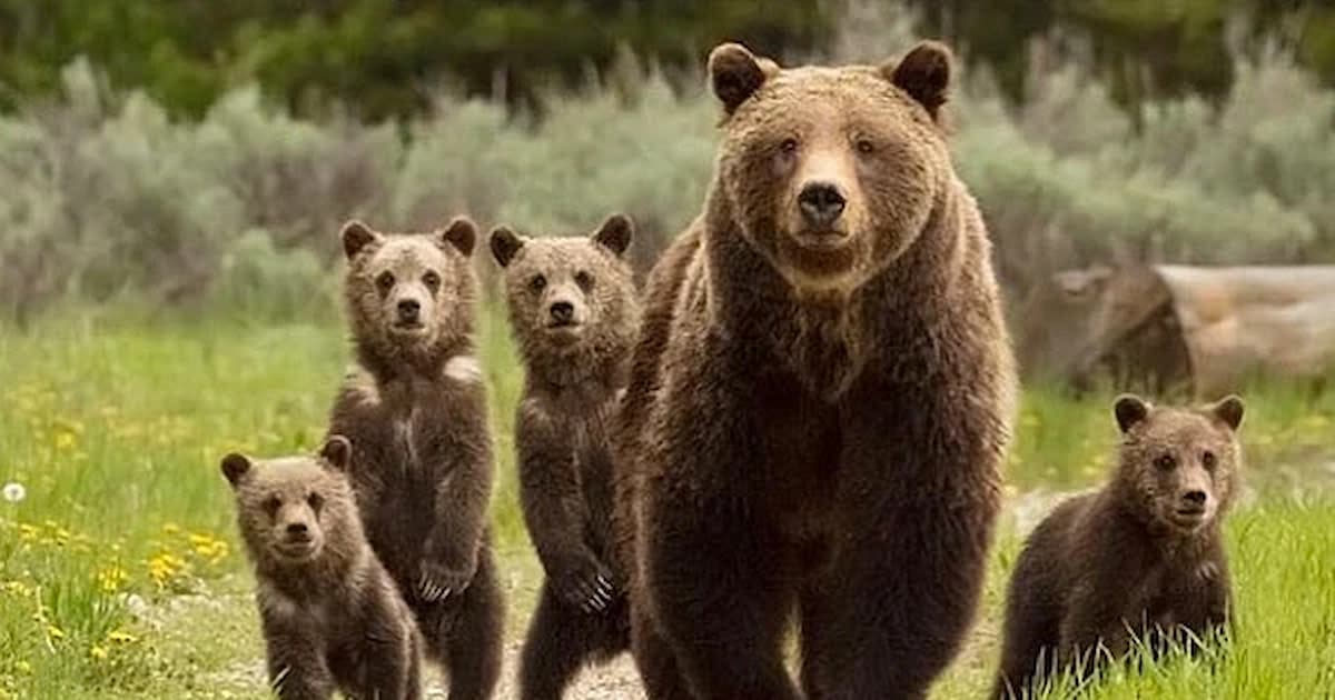 Grizzly Bear Mom safeguards her four cubs in the dense forest (Video)