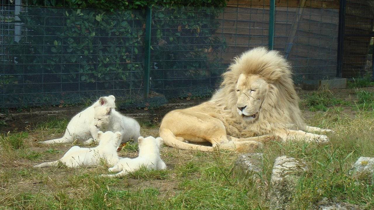 The white lion cubs are steadily maturing and have gradually begun to meet their father