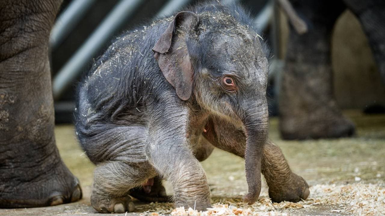 An adorable newborn baby elephant tries to get on its feet (Video)